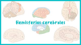 NEUROANATOMÍA  Hemisferios cerebrales y corteza cerebral  Blasto Med [upl. by Nodnahs946]