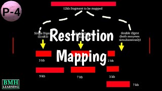 Restriction Mapping  Fingerprint Mapping  Optical Mapping  Types Of Physical Mapping [upl. by Huxley]