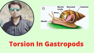 Torsion In Gastropods [upl. by Lahcsap]