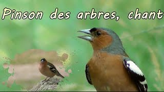 Pinson des arbres chant en gros plan [upl. by Trebor]