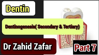 Part7 Dentin Dentinogenesissecondary amp tertiary dentin dentindentinogenesissecondarytertiary [upl. by Papst69]