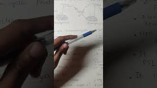 comparison of cyclic and non cyclic photophosphorylationbiology class important points [upl. by Lisabet]