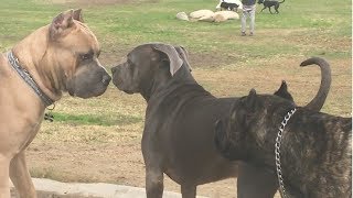 Cane Corso Park [upl. by Benedicta]