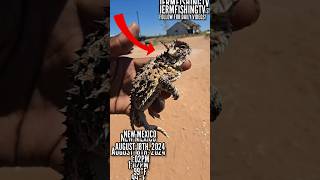 I FOUND A HORNED LIZARD RARE 😨😯 shorts [upl. by Caspar231]