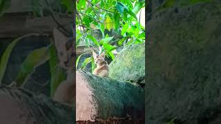 Billi ke baccho ki masti little little catlover kitty catvideos naturalbeauty [upl. by Keyser]