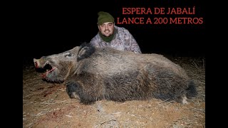 🐗ESPERA DE JABALI LANCE A 200 METROS🐗 🇪🇸 [upl. by Tulley766]