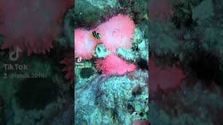 Clownfish in pink anemones maldivesdiving scubadiving clownfish [upl. by Netsua]