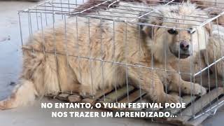 Festival de Carne de Cachorro de Yulin na China começa em alguns dias [upl. by Robson312]