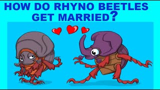 How Do Rhynoceros Beetles Get Married Rhyno Beetles Oryctes nasicornis in Kyiv Ukraine [upl. by Edrahs]