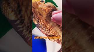 Bearded dragon shedding [upl. by Ididn]