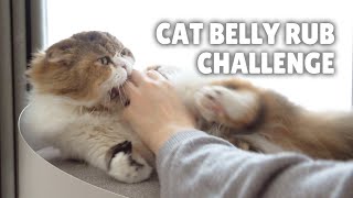 CAT BELLY RUB CHALLENGE  Kittisaurus [upl. by Trilly713]