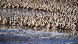 Plumed Whistling Duck [upl. by Kluge730]