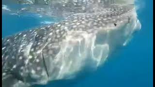 Swimming w Oslob Whale Sharks [upl. by Seto]