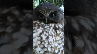 New Zealand Owl the Ruru or Morepork Closeup birds nature birdsounds [upl. by Eldon]