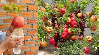 Simple tips for Growing Apples With Grapes at home Growing Incredible strange Grow [upl. by Esorbma]