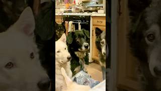 All Eyes On Me Pack Feeding wolfpack dogshorts rawdogfood rawdogfooddiet [upl. by Audra]