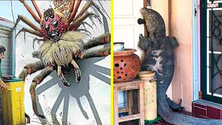 50 Terrifying Animal Invasions In Homes and Swimming Pools [upl. by Eldridge]