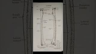 Anatomy short notes RADIUS BONE [upl. by Natsud]