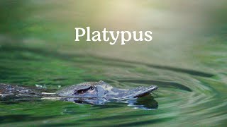 Platypus  Carnarvon Gorge Queensland [upl. by Bonnette]