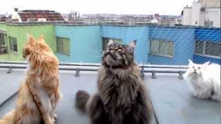 Cute Maine Coons chattering at city birds  pretty funny [upl. by Abihsat287]