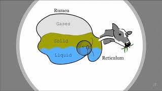 Ruminant  GI amp HW CPS12ndYrStd12020 [upl. by Hamford115]