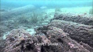 A SHARK UNDER BUSSELTON JETTY [upl. by Lechar833]