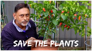 EASY GUIDE TO OVERWINTER YOUR CHILLI PLANTS  OVERWINTER PEPPER PLANTS [upl. by Everard]