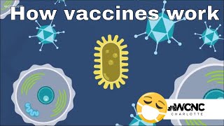 This is what makes the Johnson amp Johnson COVID19 vaccine difference [upl. by Artined]