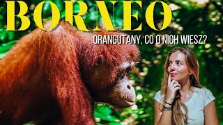 Gdzie na Borneo spotkać orangutany [upl. by Hannaoj]