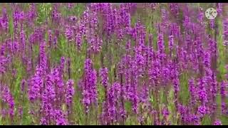 PINK WINGED LOOSESTRIFE  LYTHRUM ALATUM [upl. by Newg269]