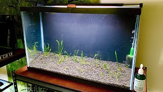 29 Gallon Planted Aquarium with Vallisneria Spiralis  Day 1 [upl. by Torrance]