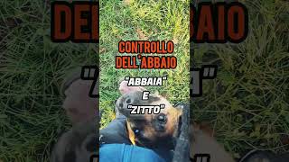 Abbaio a comando e quotzittoquot cane cinofilia addestramento abbaiare malinois zitto [upl. by Jessalyn]