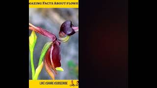 दुनियां के बेहद ही अजीबो गरीब फूल Interesting facts about flower [upl. by Nosreme379]