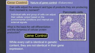 Gene Control Part 1 Eukaryotes [upl. by Ebert]