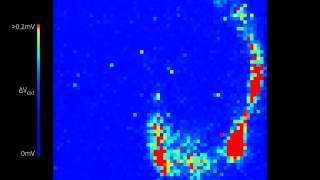 Recording of rat hippocampal slice with High Resolutoin MEA [upl. by Camile]