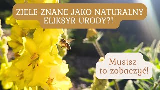 KRÓLOWA ZIÓŁ  DZIEWANNA  JAK WYKORZYSTAĆ JEJ WSPANIAŁE WŁAŚCIWOŚCI🌿 [upl. by Lyrrehs]