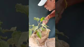 Rehabilitation of Ficus Rumphi [upl. by Pogah]