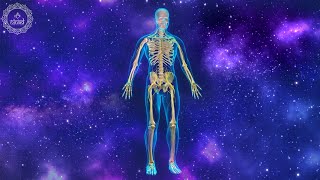 Healing Your Nervous System  Central Nervous System Health  Calm Down Your Nervous System  528 Hz [upl. by Rianon260]