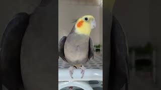 Calopsita cantando hino do flamengo calopsitas calopsitascantando cockatiels cockatielslove [upl. by Rednaeel]