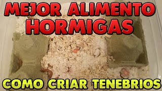 COMO CRIAR TENEBRIOS  EL MEJOR ALIMENTO PARA TUS HORMIGAS [upl. by Eirased185]