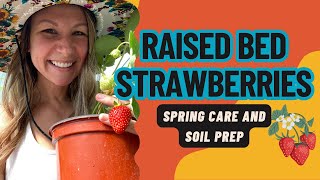 Spring Care and Soil Prep for Raised Bed Strawberries  Maximize Growth for Bountiful Harvest 🍓🌱 [upl. by Oiludbo]