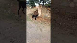 Viral shorts 🥰🥰🥰🥰🥰 youtuber hai mera dog [upl. by Konstance34]