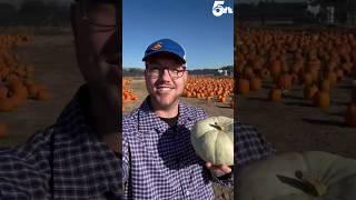 Pumpkin Festival returns to Venetucci Farms pumpkin pumpkinfestival news coloradosprings [upl. by Beitz129]