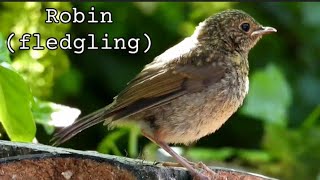 Robin  fledgling [upl. by Nya]