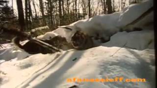 Hunting crimes Tiger Hunting in Siberia Rare Footage [upl. by Simara874]