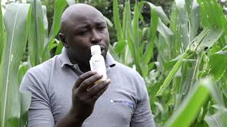 How To Control Fall Army Worm on Maize [upl. by Dnalwor]