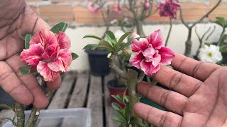 Como fazer um bom substrato para plantar rosa do deserto mudas de rosa do deserto e galhos [upl. by Eetnod]