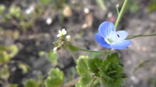 Speedwell  Veronica  Völudepla  Steindepla  Garðplöntur  Villijurt  Æruprís  Sumarblóm [upl. by Sisxela197]