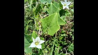 Invasive Velvet Bean Mucuna Pruriens Vine [upl. by Xylia]