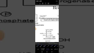 L1 Bio RBCs metabolism and heme synthesis part 1 [upl. by Odyssey274]